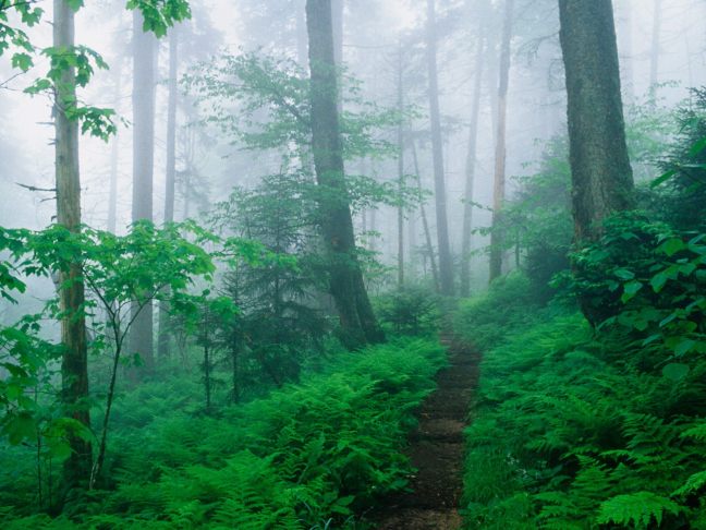 Appalachian Trail, Smoky Mountains National Park, Tennessee