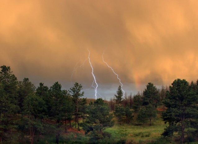 yildirim_orman_41711779