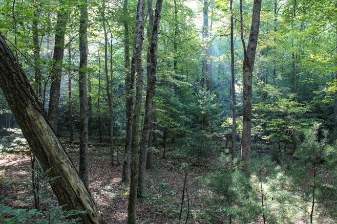 badfork_sunrays_1920