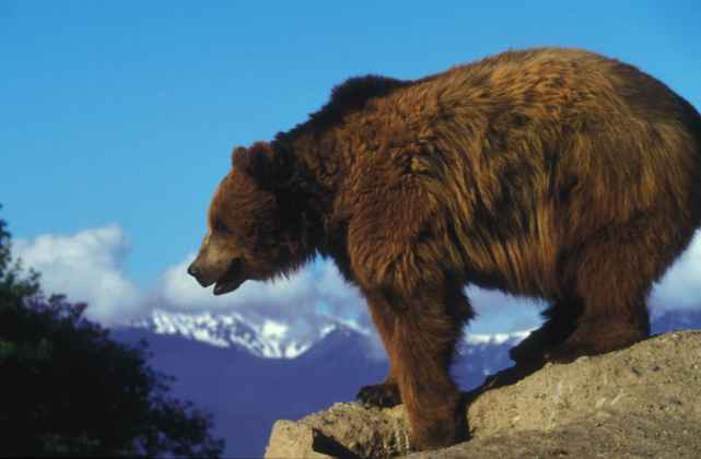 Grizzly_bear_on_a_rock_overlooking