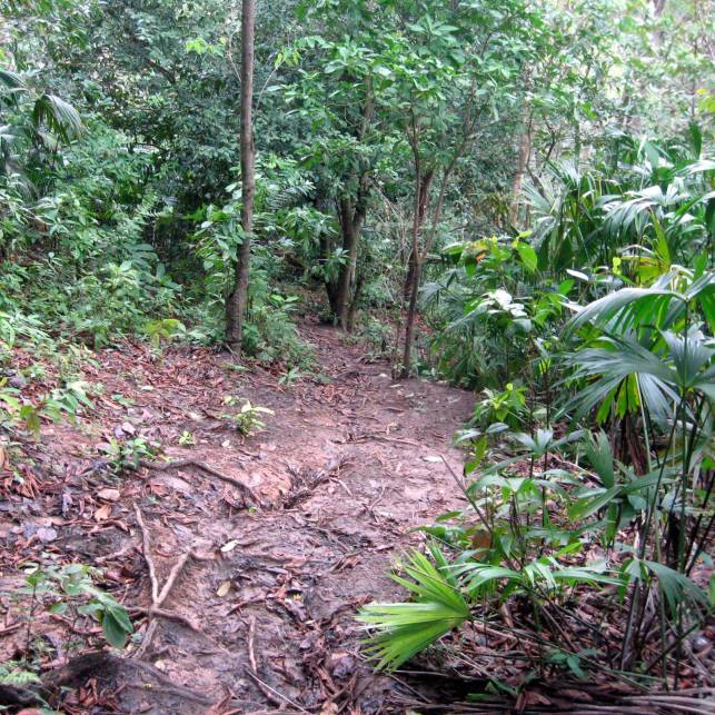 Jungle_path_in_the_Darién_Gap