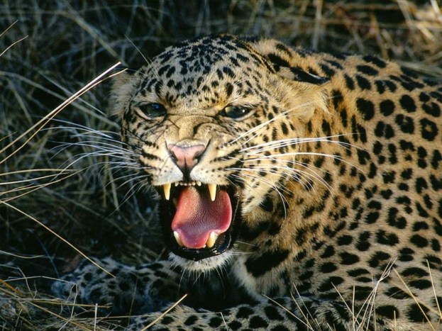 leopar