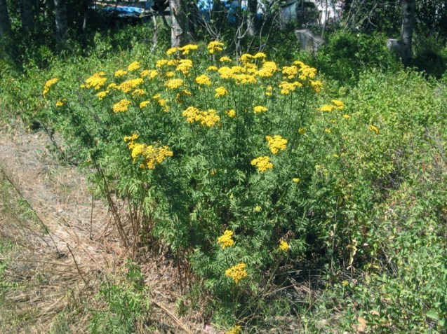 CommonTansy12August06McCallID_1 (749 x 562)