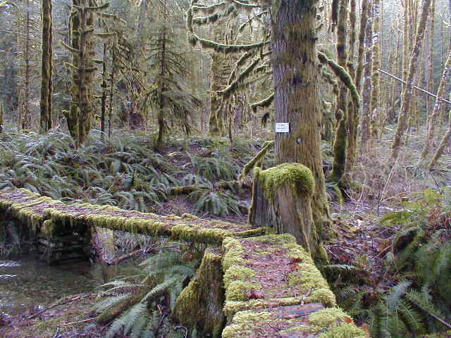 mossboardwalk