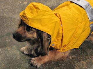 backpacking_rain_gear_for_dog