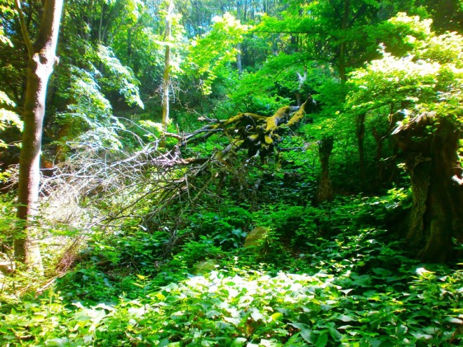 11337028_496514193837586_521751117591918615_o (1024 x 768)